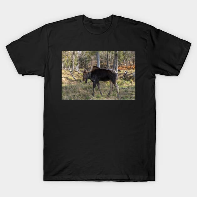 Moose in the fall woods T-Shirt by josefpittner